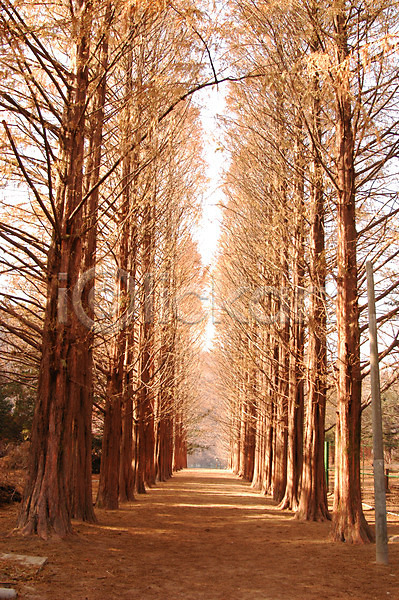 사람없음 JPG 포토 가로수 가을(계절) 계절 길 나무 백그라운드 사계절 수목원 숲 숲길 식물 야외 자연 주간 풍경(경치)