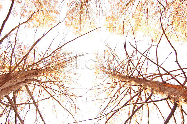 사람없음 JPG 로우앵글 포토 나무 백그라운드 숲 식물 야외 주간 풍경(경치) 하늘