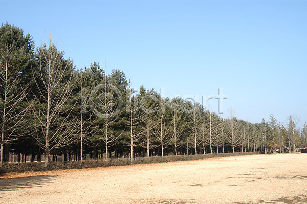 사람없음 JPG 포토 공터 나무 백그라운드 숲 식물 야외 자연 주간 초원(자연) 풍경(경치) 하늘