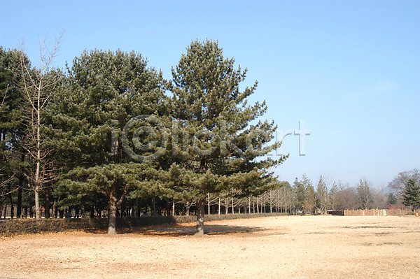사람없음 JPG 포토 공터 나무 백그라운드 숲 식물 야외 자연 주간 초원(자연) 풍경(경치) 하늘