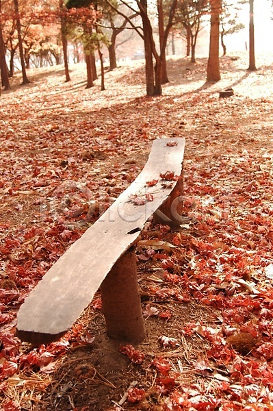 사람없음 JPG 포토 가을(계절) 가을풍경 계절 공원 공터 나무 낙엽 단풍 백그라운드 벤치 사계절 숲 식물 야외 의자 자연 주간 풍경(경치)