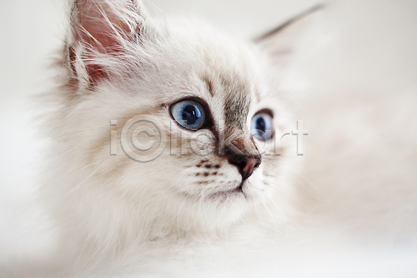 귀여움 사람없음 어린이 JPG 포토 해외이미지 고양이 네바마스커레이드 반려동물 침대 파란색 한마리 해외202004