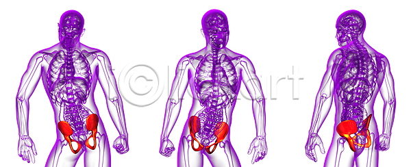 사람 사람없음 3D JPG 포토 해외이미지 건강 골격 뼈 엉덩이 연골 자궁 척추 해부 해외202004