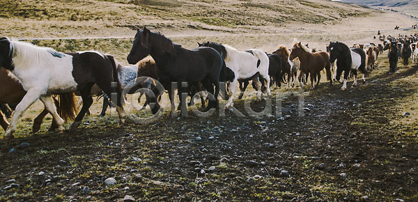 자유 군중 사람없음 JPG 포토 해외이미지 가축 갈기 갈색 그룹 기르기 꼬리 농장 많음 목장 무료 방목 방목장 밭 밭일 백그라운드 빙하 산 속도 승마 승차 시골 아이슬란드 장면 조랑말 초원 해외202004 해외포토 환경 황무지