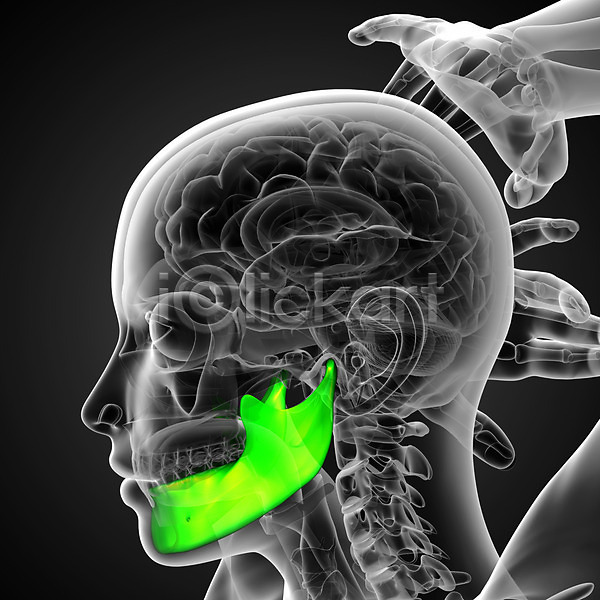 사람 사람없음 3D JPG 포토 해외이미지 건강 골격 머리 뼈 신체 엑스레이 죽음 치아 턱 해골모형 해부 해외202004