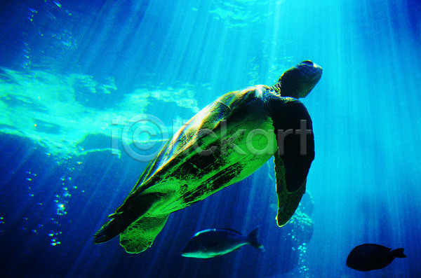 사람없음 JPG 포토 해외이미지 검은색 내추럴 동물 물 바다거북 야생동물 야외 어류 자연 초록색 컬러풀 풍경(경치) 해외202004