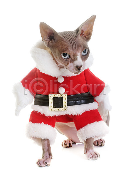 사람없음 JPG 포토 해외이미지 고양이 동물 반려동물 스핑크스고양이 이벤트의상 컨셉 크리스마스 한마리 해외202004 흰배경 흰색