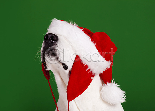유머 축하 행복 사람없음 JPG 포토 해외이미지 강아지 개 계절 동물 래브라도리트리버 리트리버 반려동물 백그라운드 빨간색 산타모자 응시 이벤트의상 초록배경 축제 캡모자 컨셉 크리스마스 포유류 표현 해외202004