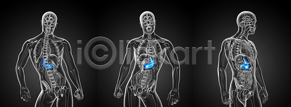사람 사람없음 3D JPG 포토 해외이미지 건강 궤 오르간 해부 해외202004 해외포토