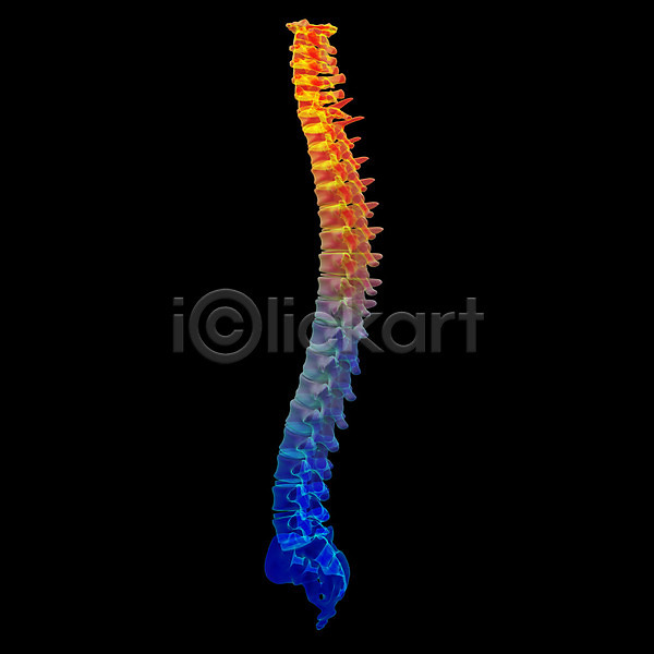 고통 사람없음 3D JPG 포토 해외이미지 건강 검사(조사) 골격 뼈 신체 엑스레이 요통 질병 척추 해외202004 환자