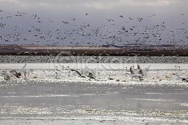 이동 사람없음 JPG 포토 해외이미지 거위 동물 물새 백조 수집 야생동물 얼음 오리 조류 캐나다 풍경(경치) 해외202004 호수