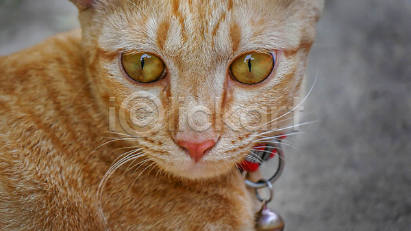 사람없음 JPG 포토 해외이미지 1 고양이 노란색 노려봄 눈(신체부위) 동물 머리 묘사 반려동물 붓꽃 수염 얼굴 얼룩무늬 오렌지 응시 털 포유류 해외202004