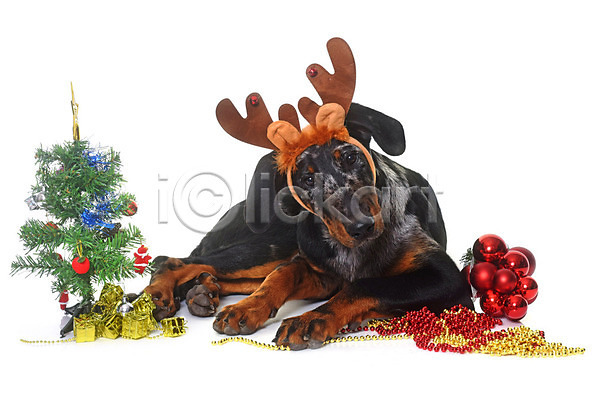 사람없음 JPG 포토 해외이미지 강아지 개 검은색 기르기 변장 뿔 이벤트의상 컨셉 크리스마스 크리스마스트리 해외202004 흰배경