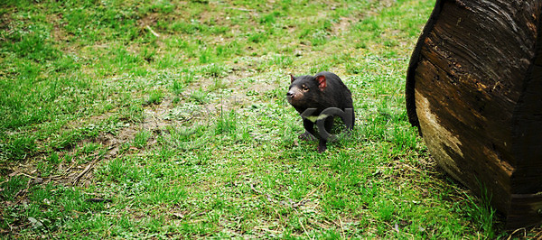 사람없음 JPG 포토 해외이미지 동물 주머니곰 해외202004 해외포토 호주