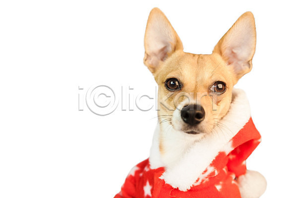 축하 사람없음 JPG 포토 해외이미지 강아지 개 반려동물 이벤트의상 재킷 축제 치와와 컨셉 크리스마스 한마리 해외202004 흰배경