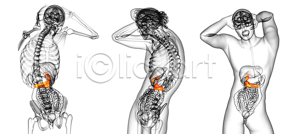 사람없음 3D JPG 포토 해외이미지 건강 방광 오르간 췌장 해부 해외202004 해외포토
