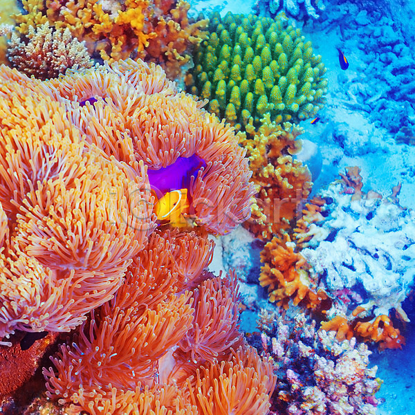 사람없음 JPG 포토 해외이미지 동물 몰디브 물 바다 바닷속 산호 생태계 수중 야생동물 야외 어류 여름(계절) 여행 해외202004