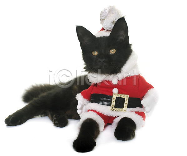유머 사람없음 JPG 포토 해외이미지 검은색 고양이 동물 반려동물 산타옷 이벤트의상 컨셉 코트 크리스마스 해외202004 흰배경