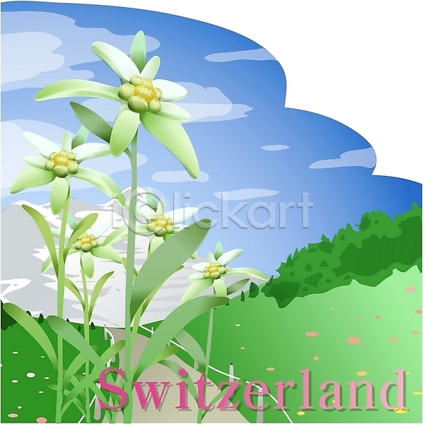 사람없음 EPS 일러스트 국화 꽃 나라꽃 산 스위스 식물 알프스 야외 여행 주간 클립아트 흰색