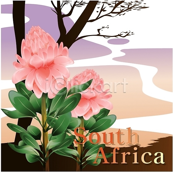 사람없음 EPS 일러스트 국화 꽃 나라꽃 남아프리카공화국 분홍색 식물 아프리카 야외 여행 외국문화 클립아트 프로테아