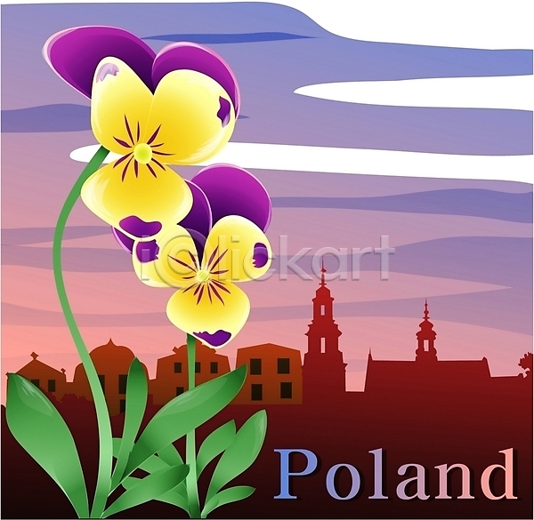 사람없음 EPS 일러스트 국화 꽃 나라꽃 노란색 보라색 봄꽃 식물 야외 여행 자연 컬러 컬러풀 클립아트 팬지 폴란드