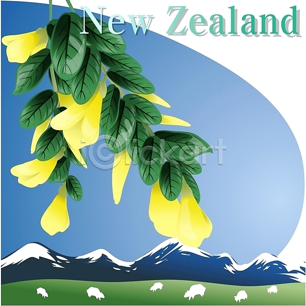 사람없음 EPS 일러스트 국화 꽃 나라꽃 노란색 뉴질랜드 식물 야외 여행 오세아니아 외국문화 주간 컬러 클립아트 회화나무