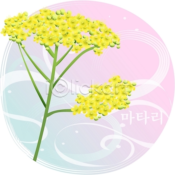 사람없음 EPS 일러스트 꽃 노란색 들꽃 마타리 백그라운드 식물 여름꽃 자연 컬러 클립아트
