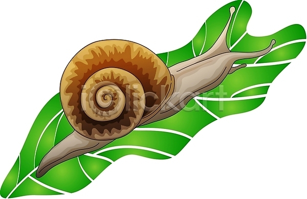 사람없음 EPS 일러스트 달팽이(동물) 동물 야생동물 연체동물 잎 클립아트 한마리