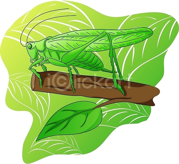 사람없음 EPS 일러스트 곤충 나뭇가지 동물 베짱이 잎 절지류 클립아트 한마리