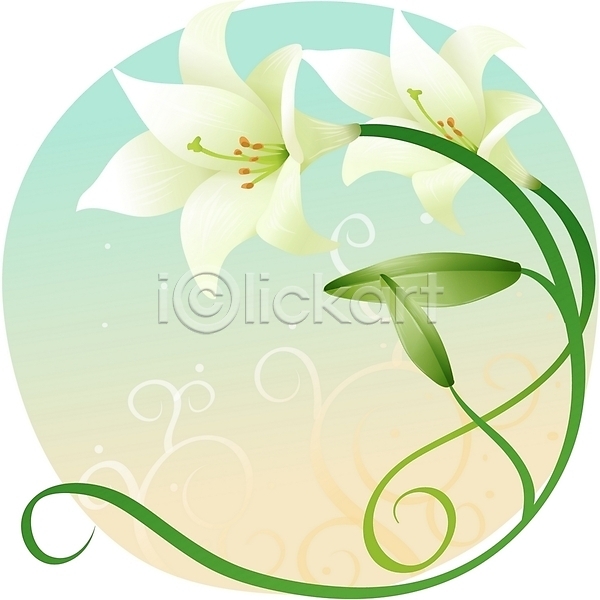 사람없음 EPS 일러스트 꽃 백그라운드 백합(꽃) 식물 여름꽃 자연 클립아트 흰색