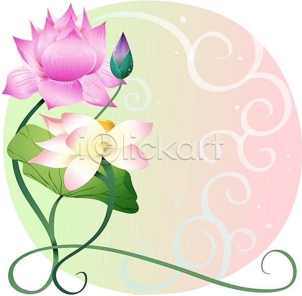 사람없음 EPS 일러스트 꽃 백그라운드 보라색 분홍색 식물 여름꽃 연꽃(꽃) 자연 줄기 클립아트