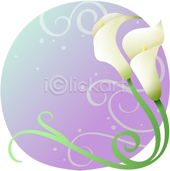 사람없음 EPS 일러스트 꽃 백그라운드 식물 여름꽃 자연 줄기 카라 칼라꽃 컬러 클립아트 흰색