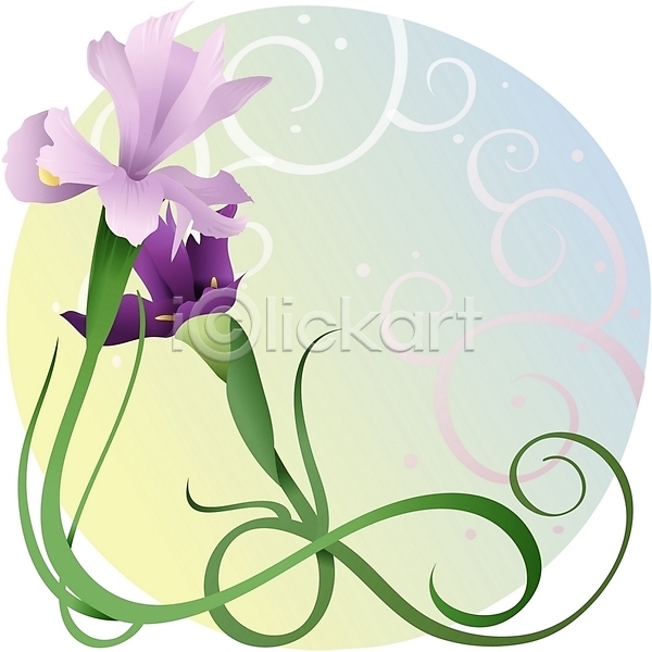 사람없음 EPS 일러스트 꽃 백그라운드 보라색 봄꽃 붓꽃 식물 아이리스 자연 줄기 컬러 클립아트