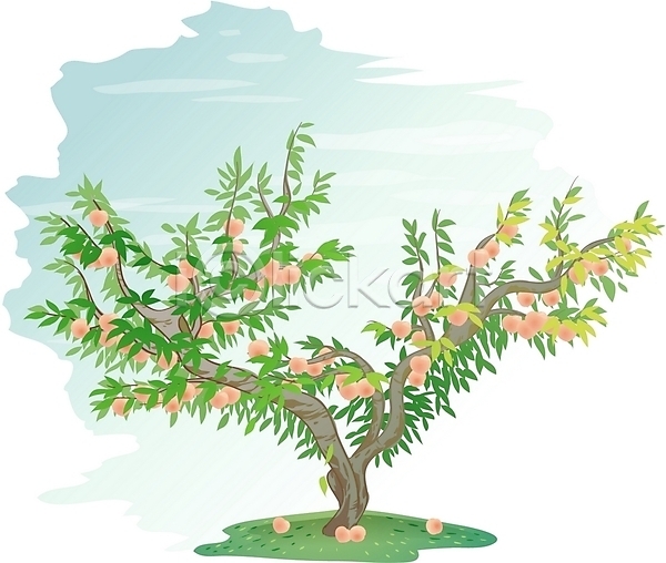 사람없음 EPS 일러스트 과일 나무 복사나무 복숭아 식물 열매 클립아트 한그루