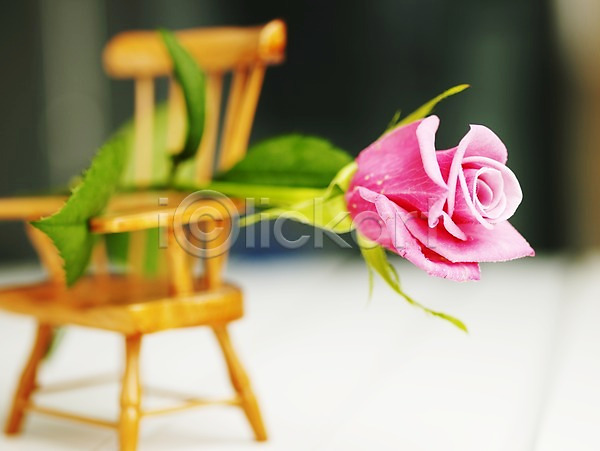 사람없음 JPG 포토 가로 꽃 미니의자 스튜디오촬영 식물 실내 여름꽃 의자 장미 한송이