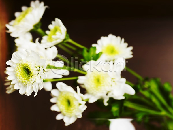 사람없음 JPG 근접촬영 포토 가로 가을꽃 국화 꽃 봄 스튜디오촬영 식물 실내 여러송이 흰색