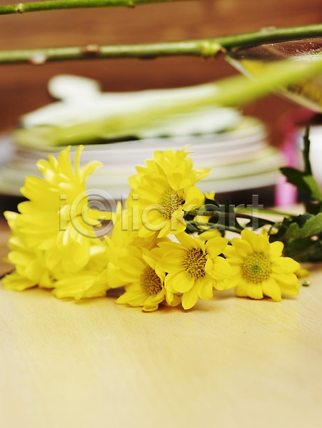 사람없음 JPG 포토 가을꽃 국화 꽃 노란색 봄 세로 식물 실내 여러송이
