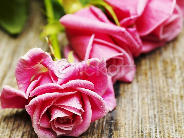 사람없음 JPG 근접촬영 포토 가로 꽃 물방울 봄 분홍색 세송이 식물 여름꽃 이슬 장미