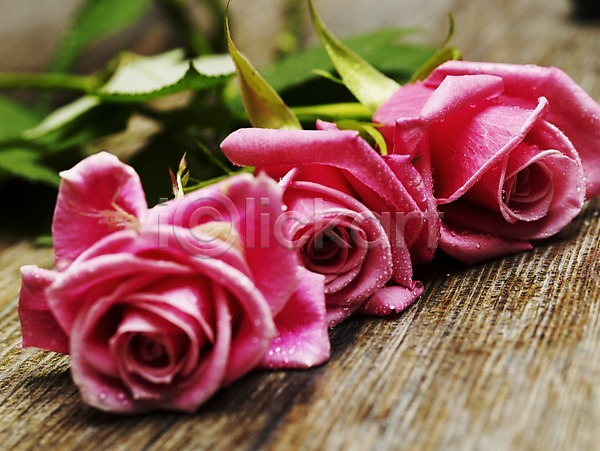 사람없음 JPG 근접촬영 포토 가로 꽃 물방울 봄 분홍색 세송이 식물 여름꽃 이슬 장미