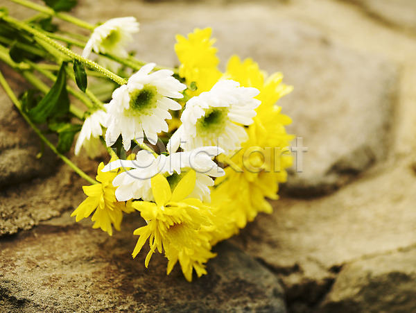 사람없음 JPG 근접촬영 포토 가로 가을꽃 국화 꽃 노란색 봄 식물 야외 여러송이 컬러풀