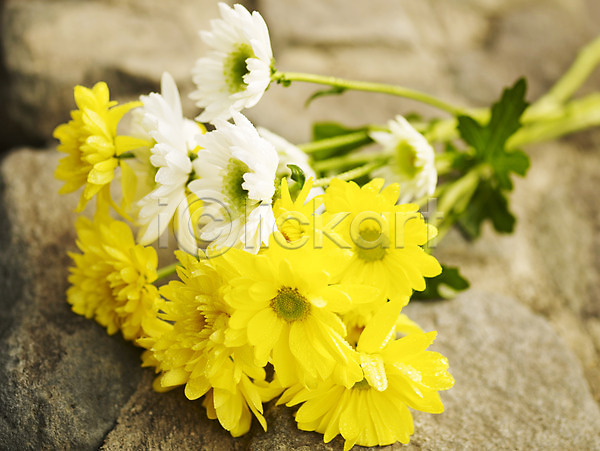 사람없음 JPG 근접촬영 포토 가로 가을꽃 국화 꽃 노란색 봄 식물 야외 여러송이 컬러풀