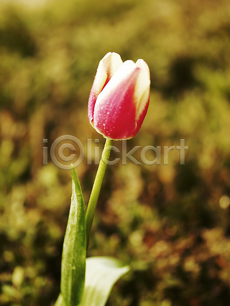 사람없음 JPG 근접촬영 포토 꽃 봄 봄꽃 분홍색 세로 식물 야외 초록색 튤립 한송이