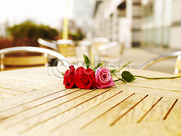 사람없음 JPG 아웃포커스 포토 가로 꽃 봄 분홍색 빨간색 세송이 식물 야외 여름꽃 의자 장미 초록색 카페 탁자