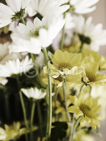 사람없음 JPG 근접촬영 포토 가을꽃 국화 꽃 봄 세로 식물 여러송이 흰색