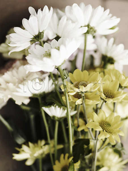 사람없음 JPG 근접촬영 포토 가을꽃 국화 꽃 봄 세로 식물 여러송이 흰색