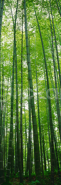 사람없음 JPG 포토 나무 대나무 대나무숲 봄 숲 식물 야외 자연 주간 파노라마 풍경(경치)