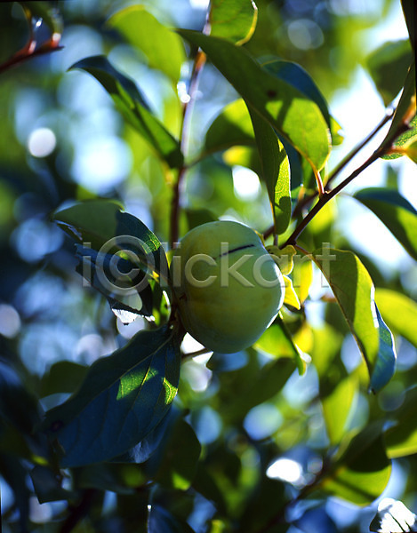 사람없음 JPG 포토 감 감나무 과일 나뭇가지 나뭇잎 식물 야외 열매 잎 주간