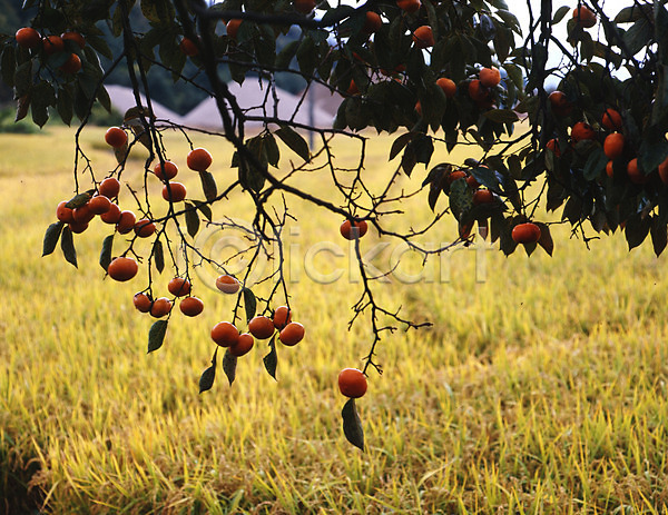 사람없음 JPG 포토 가을(계절) 감나무 계절 곡류 과일 나무 나뭇가지 논 농업 농촌 벼 시골 식물 야외 열매 음식 주간 풍경(경치)