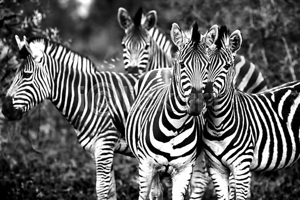 사랑 산책 사람없음 JPG 포토 해외이미지 흑백 4 가을(계절) 가족 남아프리카 동물 밭 사파리 생물 서식지 아프리카 야생동물 야외 얼룩말 여름(계절) 자연 줄무늬 초식동물 패턴 해외202004 황무지