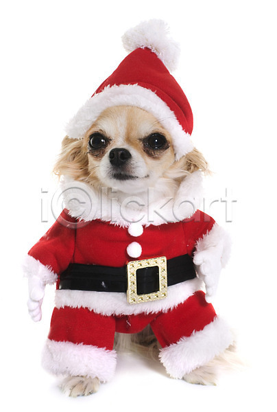 유머 사람없음 JPG 포토 해외이미지 개 동물 반려동물 빨간색 산타옷 이벤트의상 치와와 컨셉 크리스마스 해외202004 흰배경